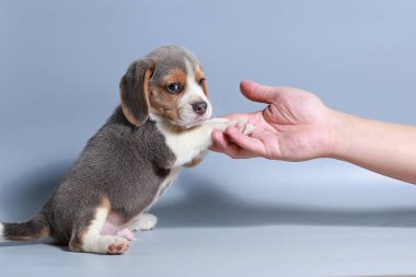 1 ay saf ırk beagle köpek yavrusu gri ekran