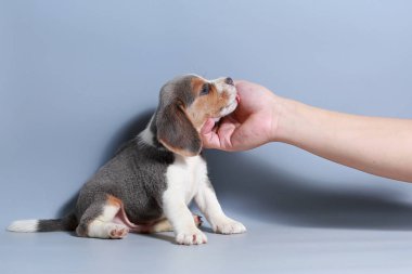 1 ay saf ırk beagle köpek yavrusu gri ekran