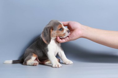1 ay saf ırk beagle köpek yavrusu gri ekran
