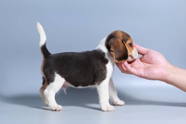 1 ay saf ırk beagle köpek yavrusu gri ekran