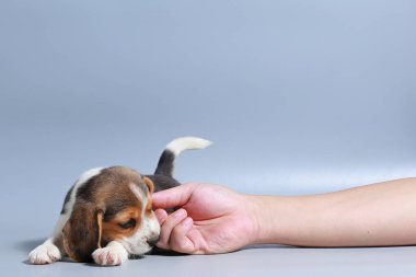 1 ay saf ırk beagle köpek yavrusu gri ekran