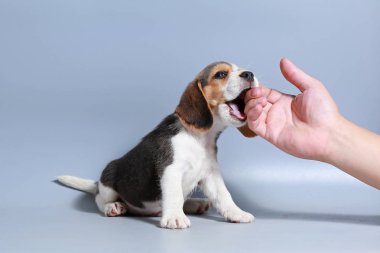 1 ay saf ırk beagle köpek yavrusu gri ekran