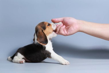 1 ay saf ırk beagle köpek yavrusu gri ekran