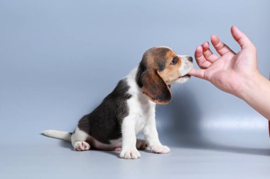 1 ay saf ırk beagle köpek yavrusu gri ekran
