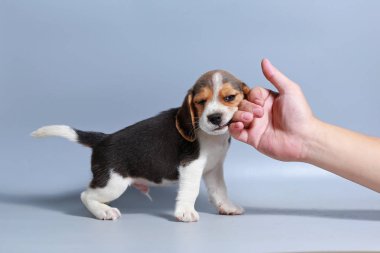 1 ay saf ırk beagle köpek yavrusu gri ekran