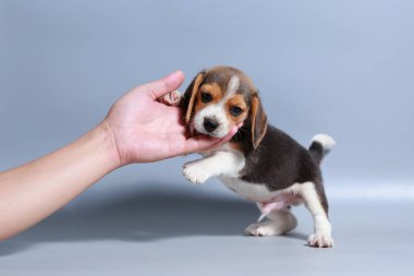 1 ay saf ırk beagle köpek yavrusu gri ekran