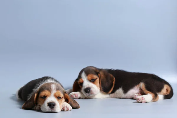 Mês Puro Raça Beagle Filhote Cachorro Tela Cinza — Fotografia de Stock