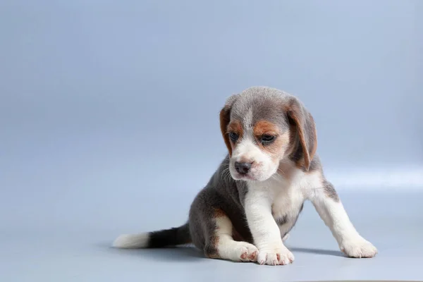 Mes Pura Raza Beagle Cachorro Pantalla Gris — Foto de Stock