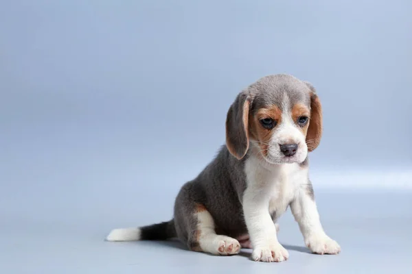 Monat Reinrassiger Beagle Welpe Auf Grauem Bildschirm — Stockfoto