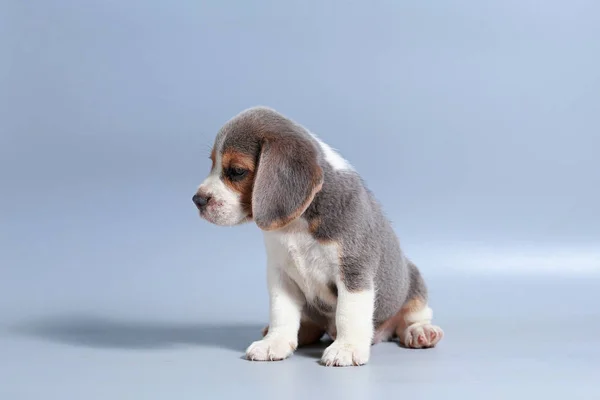 Miesiąc Czystej Rasy Beagle Szczeniak Szary Ekran — Zdjęcie stockowe
