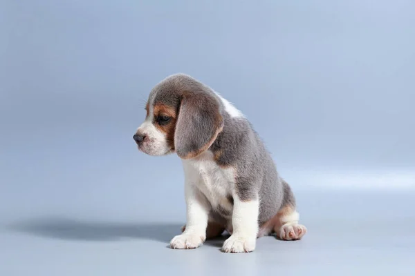 Mês Puro Raça Beagle Filhote Cachorro Tela Cinza — Fotografia de Stock