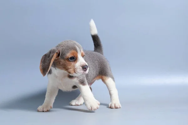 Imágenes de Cachorro beagle, fotos de Cachorro beagle sin royalties |  Depositphotos