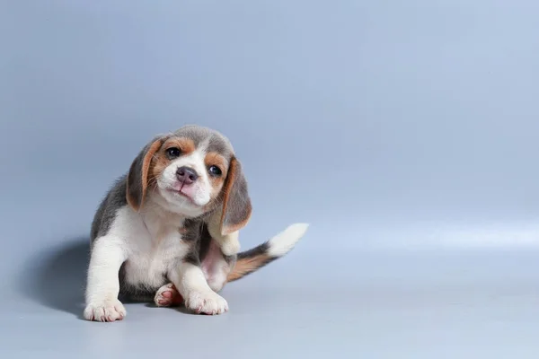 Mes Pura Raza Beagle Cachorro Pantalla Gris —  Fotos de Stock