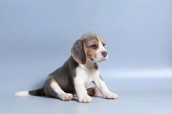 Mês Puro Raça Beagle Filhote Cachorro Tela Cinza — Fotografia de Stock