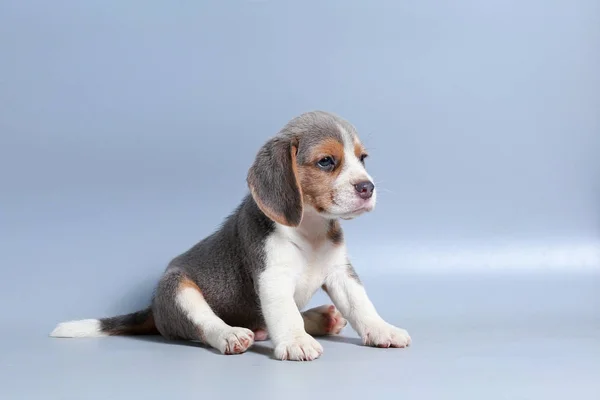 Mes Pura Raza Beagle Cachorro Pantalla Gris —  Fotos de Stock