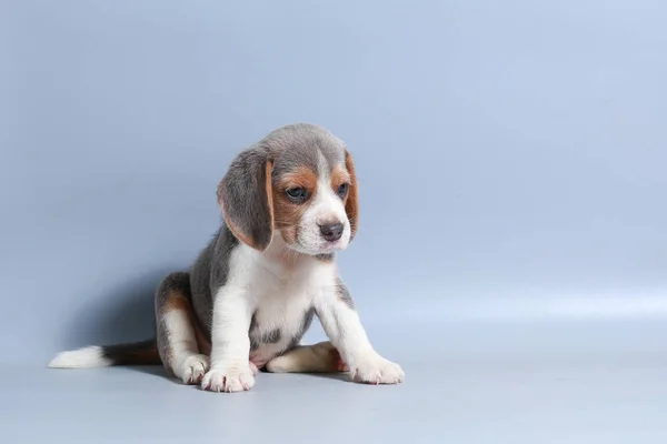 Monat Reinrassiger Beagle Welpe Auf Grauem Bildschirm — Stockfoto