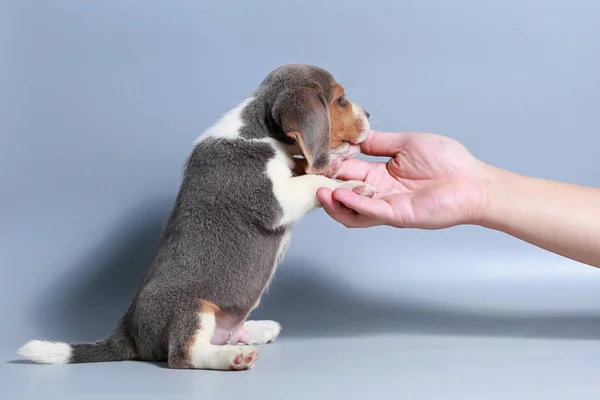 Month Pure Breed Beagle Puppy Gray Screen — Stock Photo, Image