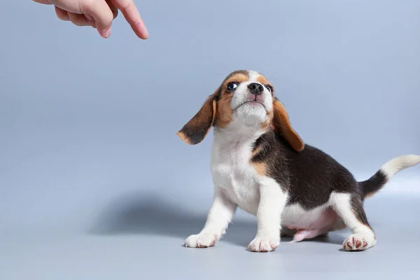 灰色の画面に ヶ月純粋犬種ビーグル子犬 — ストック写真