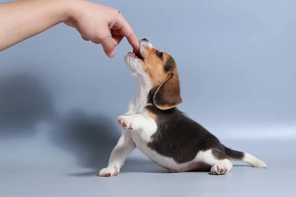 Mês Puro Raça Beagle Filhote Cachorro Tela Cinza — Fotografia de Stock