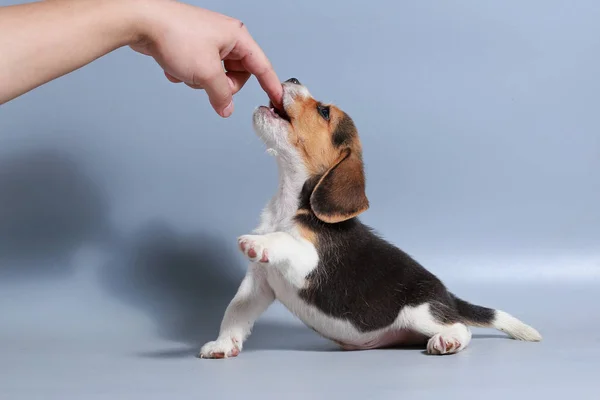 灰色の画面に ヶ月純粋犬種ビーグル子犬 — ストック写真