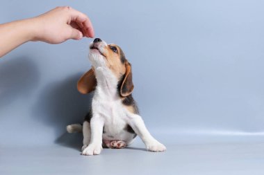 1 ay saf ırk beagle köpek yavrusu gri ekran