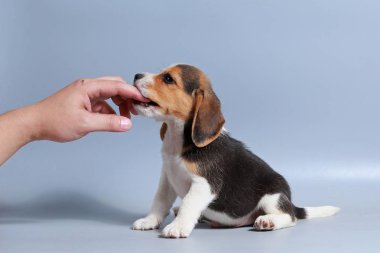 1 ay saf ırk beagle köpek yavrusu gri ekran