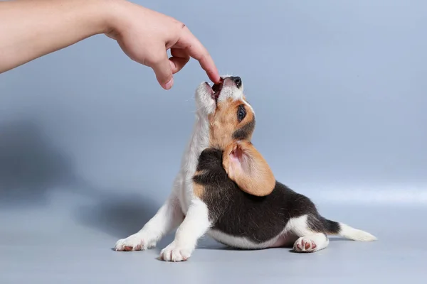 Maand Zuiver Ras Beagle Puppy Grijs Scherm — Stockfoto