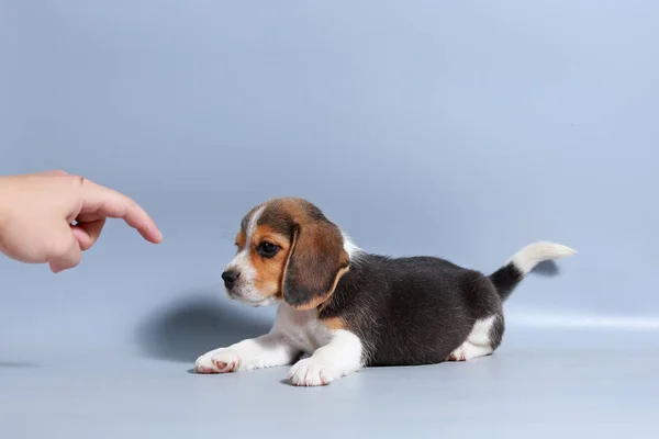 Maand Zuiver Ras Beagle Puppy Grijs Scherm — Stockfoto