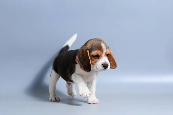 Mes Pura Raza Beagle Cachorro Pantalla Gris —  Fotos de Stock