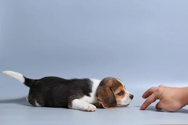 Month Pure Breed Beagle Puppy Gray Screen — Stock Photo, Image