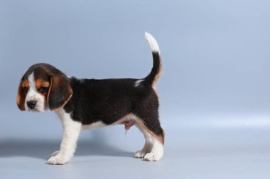 1 ay saf ırk beagle köpek yavrusu gri ekran