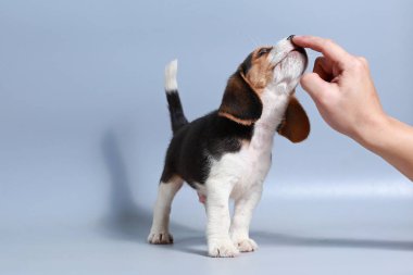 1 ay saf ırk beagle köpek yavrusu gri ekran