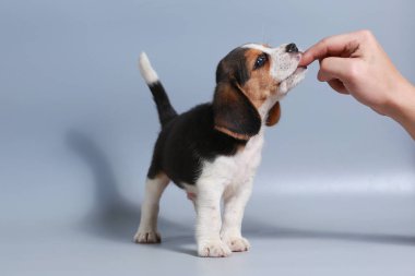 1 ay saf ırk beagle köpek yavrusu gri ekran