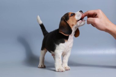 1 ay saf ırk beagle köpek yavrusu gri ekran
