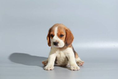 1 ay saf ırk beagle köpek yavrusu gri ekran