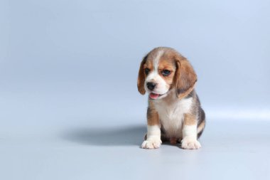 1 ay saf ırk beagle köpek yavrusu gri ekran