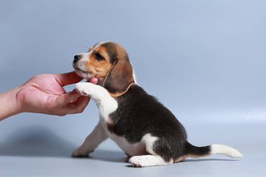 1 ay saf ırk beagle köpek yavrusu gri ekran