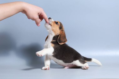 1 ay saf ırk beagle köpek yavrusu gri ekran
