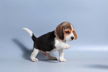 1 ay saf ırk beagle köpek yavrusu gri ekran