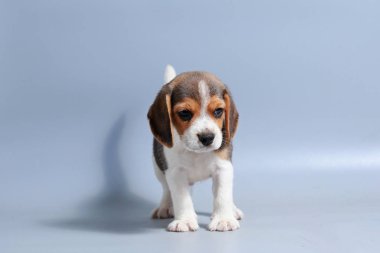 1 ay saf ırk beagle köpek yavrusu gri ekran