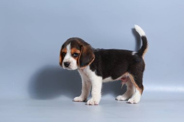 1 ay saf ırk beagle köpek yavrusu gri ekran