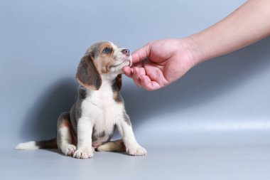 1 ay saf ırk beagle köpek yavrusu gri ekran