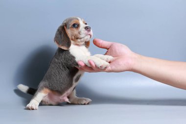 1 ay saf ırk beagle köpek yavrusu gri ekran