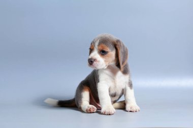 1 ay saf ırk beagle köpek yavrusu gri ekran