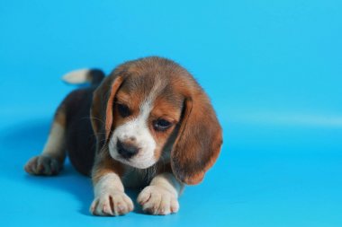2 ay saf ırk beagle köpek yavrusu ışık mavi ekran