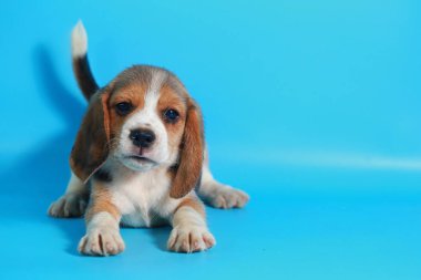 2 ay saf ırk beagle köpek yavrusu ışık mavi ekran