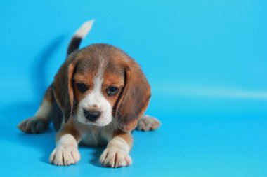 2 ay saf ırk beagle köpek yavrusu ışık mavi ekran