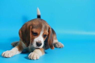 2 ay saf ırk beagle köpek yavrusu ışık mavi ekran