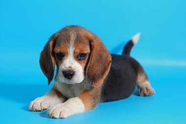 2 ay saf ırk beagle köpek yavrusu ışık mavi ekran