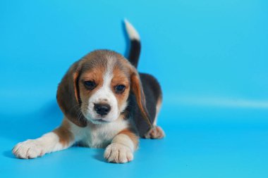 2 ay saf ırk beagle köpek yavrusu ışık mavi ekran